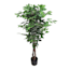 Ficus Tree in Black Pot, 4'