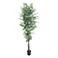 Ficus Tree in Black Pot, 6'