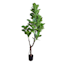 Potted Fig Tree, 6'