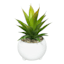 Tracey Boyd Succulent in White Pot, 6"