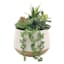 Succulent Mix with Ceramic Planter, 8.5"