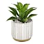 Succulent with Ceramic Planter, 7.5"