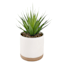 Succulent with White Ceramic Planter, 8"