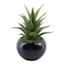 Succulent in Black Ceramic Pot, 6.5"