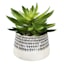 Succulent in Ceramic Pot, 7"