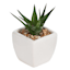 Set of 3 Succulents in White Vase