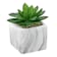 Succulent in Marble-Look Cement Pot, 4"