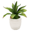 Agave in Ceramic Pot, 9.5"