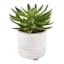 Succulent in Ceramic Pot, 8"