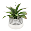 Succulent in Ceramic Pot, 9"