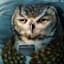 Night Owl Canvas Wall Art, 12"