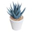 Honeybloom Blue Aloe Plant in White Pot, 6"