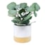 Eucalyptus Arrangement in Two-Toned Pot, 17"