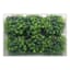 6-Pack Green Boxwood Filler