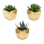 Set of 3 Succulents In Box Vase, Gold
