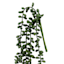 Green Nertera Berry Stem, 13.8"