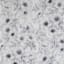Grey & White Poppy Print Rod Pocket Sheer Curtain Panel, 84"