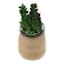 Sedum in Glass Vase, 4"
