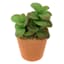 Jade Plant in Pot, 5"
