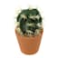 Barrel Cactus in Pot, 5"