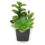 Mixed Succulent in Glass Vase, 6.5"