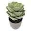 Echeveria Succulent in Grey Planter, 8.5"