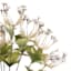 Cream Mini Queen Ann Lace Bush, 9"