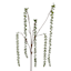 36.5Lstring Of Pearls Stem