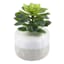 Succulent in Grey & White Ceramic Pot, 5.75"
