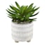 Succulent in Ceramic Pot, 7.5"