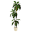3-Head Bird's Nest Tree in White Planter, 5.5'