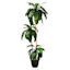 3-Head Potted Bird's Nest Tree, 5.5'