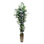 Green Fiscus in Metal Planter, 7'