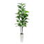 Fig Tree in White Square Pot, 7'