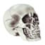 Realistic Foam Halloween Skull, 7"