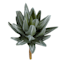 Green Aloe Pick, 8.5"