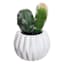 Cactus in White Ceramic Pot, 4.5"
