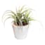Air Plant in White Paper Pot, 6"