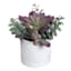 Mix Succulents in White Pot, 9"