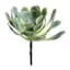 Green Echeveria Stem, 7"