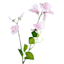 Willow Crossley Light Pink Sweet Pea Floral Stem, 23.5"