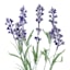 Willow Crossley Purple Lavender Spray, 12"