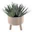Succulents in Footed Pot, 10.6"