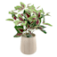 Ty Pennington Coleus Plant in Wood Pot, 13.4"