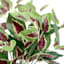 Ty Pennington Coleus Plant in Wood Pot, 13.4"