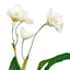 Willow Crossley White Hellebore Floral Spray, 25"