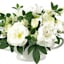 Willow Crossley White Floral Arrangement in Ceramic Pot, 10"