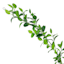 Willow Crossley Ruscus Leaf Greenery Garland, 6'