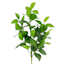 Willow Crossley Ruscus Leaf Stem, 24"