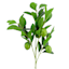 Willow Crossley Green Lime Branches, 24"